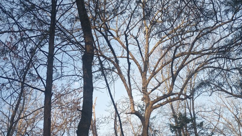 Camdenton Park - Camdenton, MO