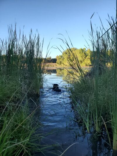 Rasmussen Pond - Cameron Park, CA