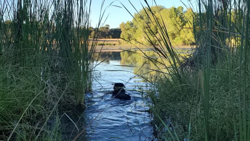 Rasmussen Pond - Cameron Park, CA