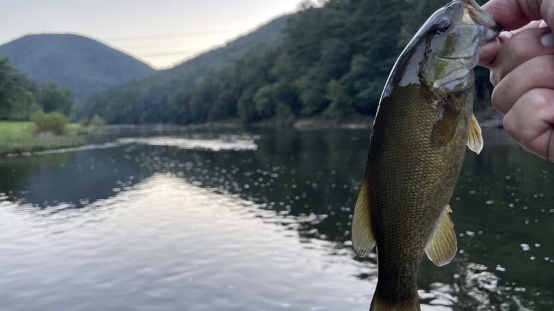 Tomb Flats Campground - Cammal, PA