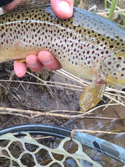 Tomb Flats Campground - Cammal, PA