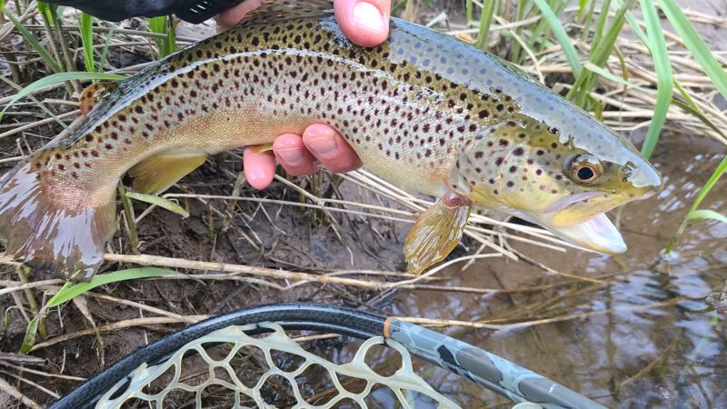 Tomb Flats Campground - Cammal, PA