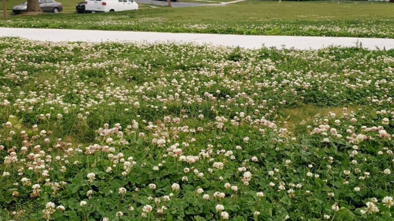 Schaeffer Park - Camp Hill, PA