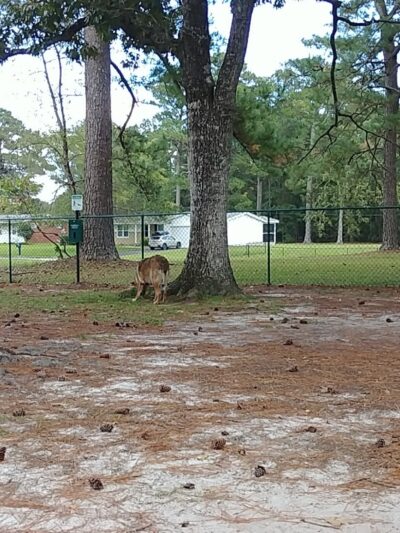 Berkeley Manor Woof Spot - Camp Lejeune, NC