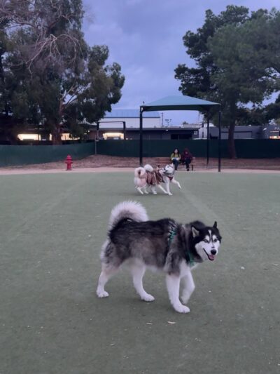 Dog Park | Los Gatos Creek - Campbell, CA