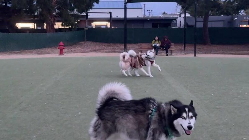 Dog Park | Los Gatos Creek - Campbell, CA