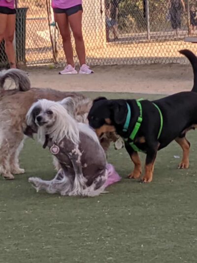 Dog Park | Los Gatos Creek - Campbell, CA
