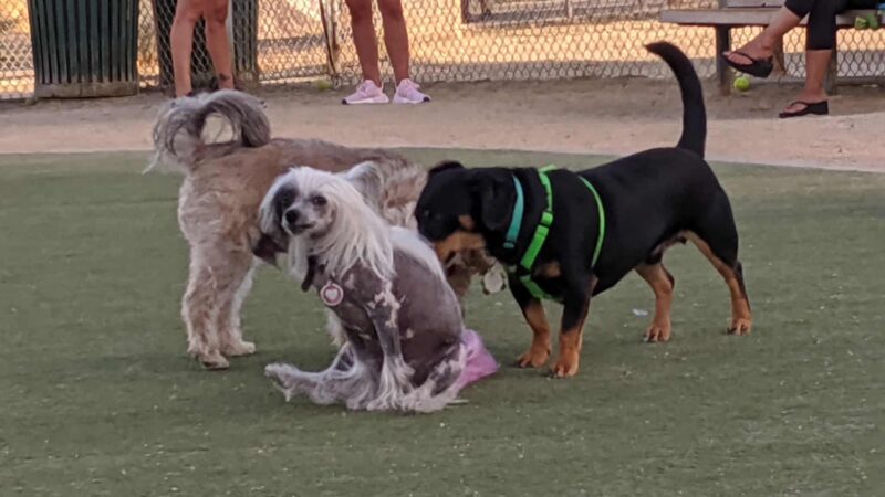 Dog Park | Los Gatos Creek - Campbell, CA