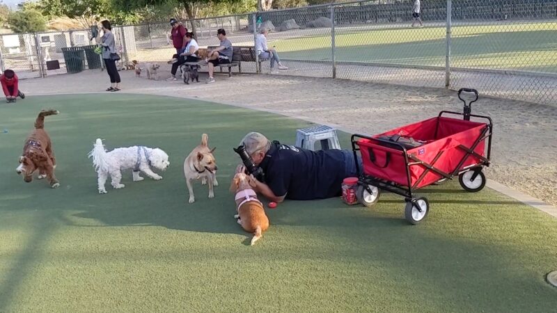 Dog Park | Los Gatos Creek - Campbell, CA