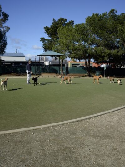 Dog Park | Los Gatos Creek - Campbell, CA
