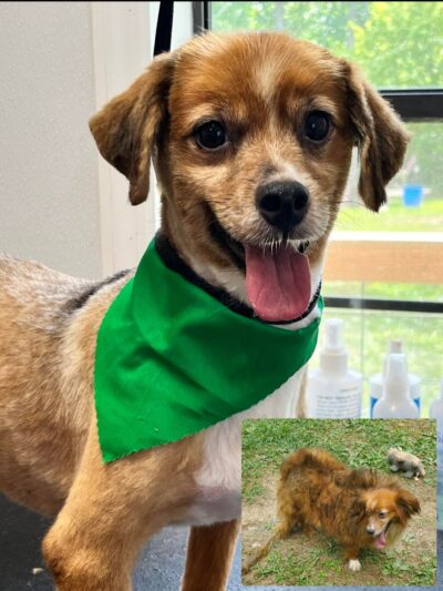 Kentucky Paws Animal Rescue - Campton, KY