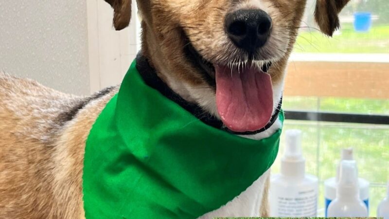 Kentucky Paws Animal Rescue - Campton, KY