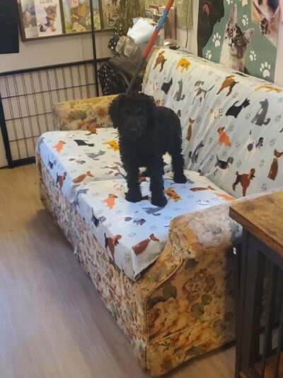 Kentucky Paws Animal Rescue - Campton, KY