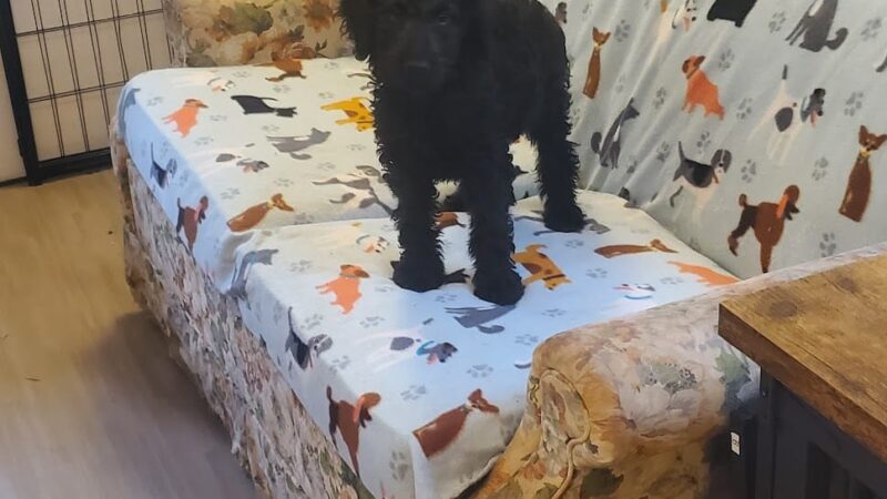 Kentucky Paws Animal Rescue - Campton, KY