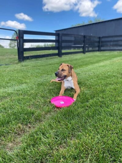 Kentucky Paws Animal Rescue - Campton, KY