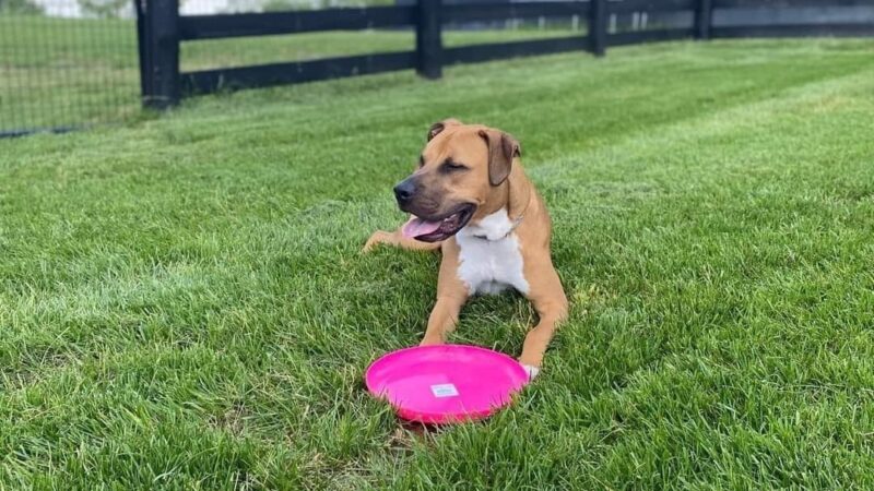 Kentucky Paws Animal Rescue - Campton, KY