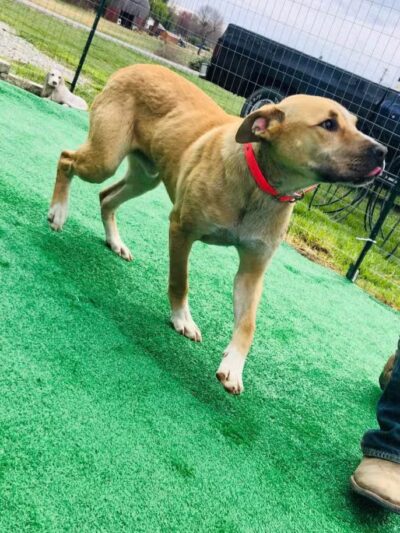 Kentucky Paws Animal Rescue - Campton, KY