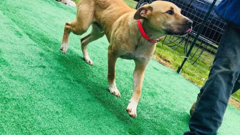 Kentucky Paws Animal Rescue - Campton, KY