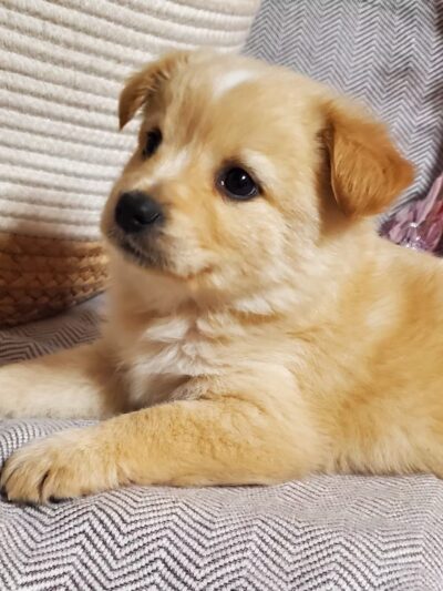 Kentucky Paws Animal Rescue - Campton, KY