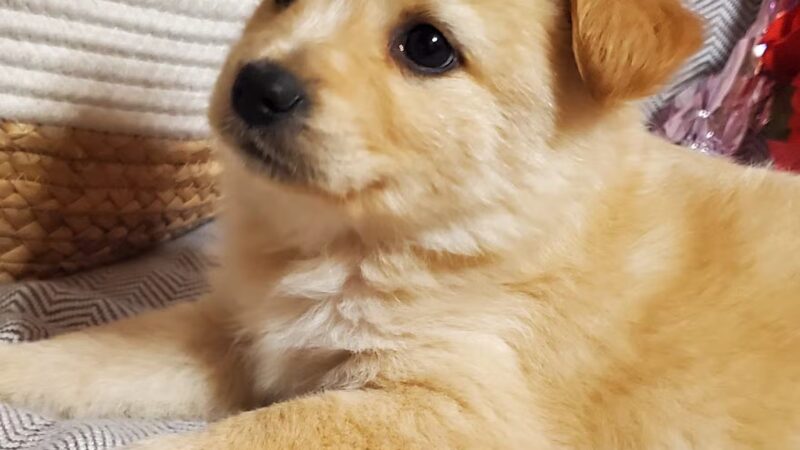 Kentucky Paws Animal Rescue - Campton, KY