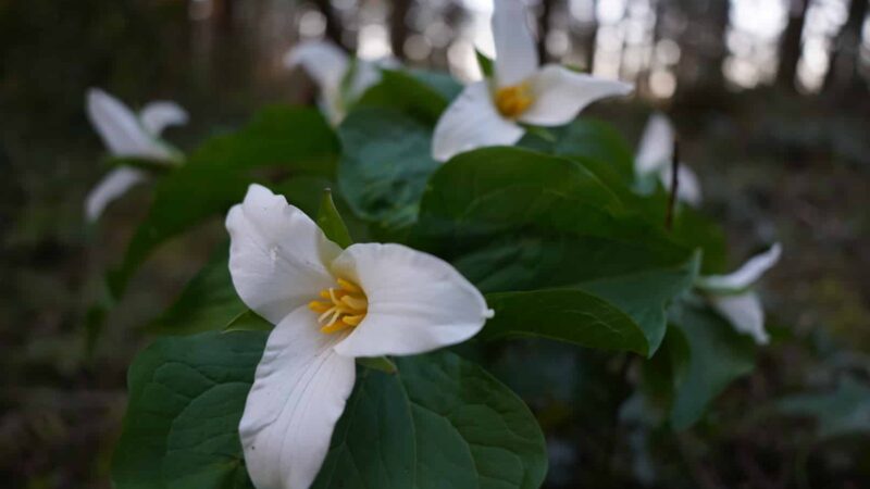 Eco Park - Canby, OR