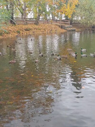 Canby Community (River) Park - Canby, OR