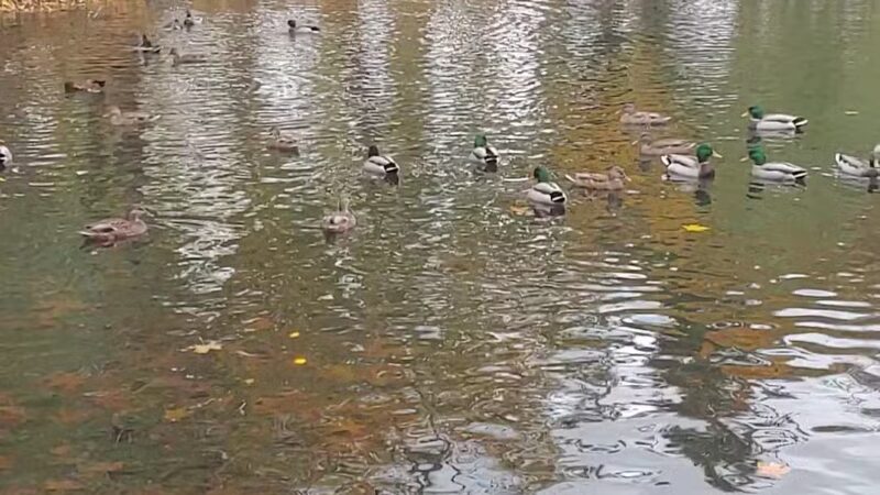 Canby Community (River) Park - Canby, OR