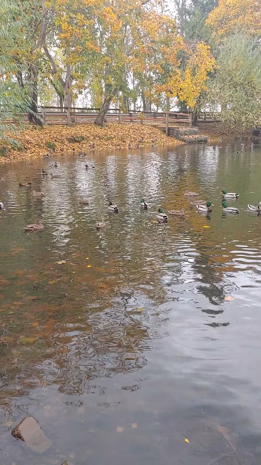 Canby Community (River) Park - Canby, OR