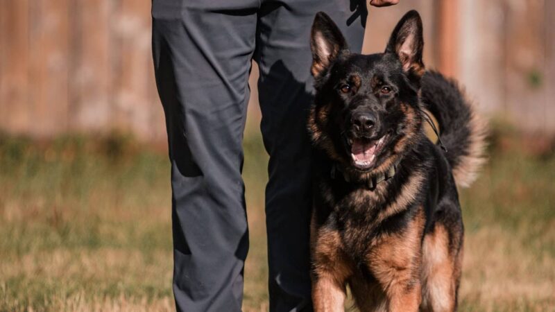 Huffman K9 Obedience - Canby, OR