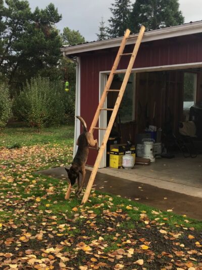 Huffman K9 Obedience - Canby, OR
