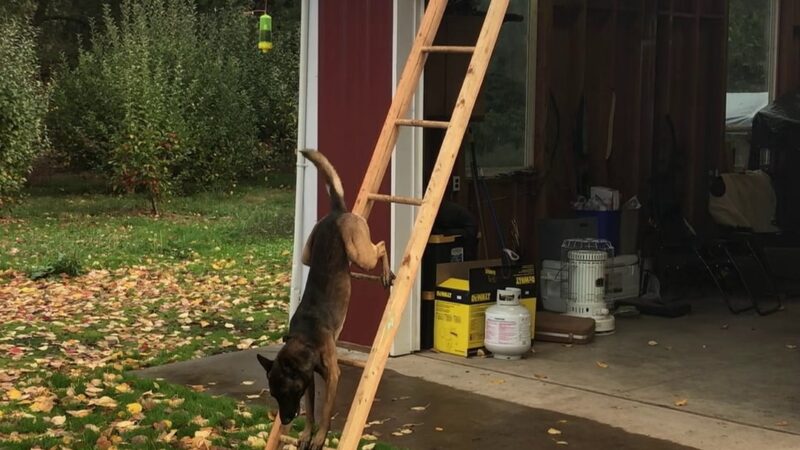 Huffman K9 Obedience - Canby, OR