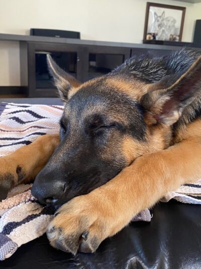 Huffman K9 Obedience - Canby, OR