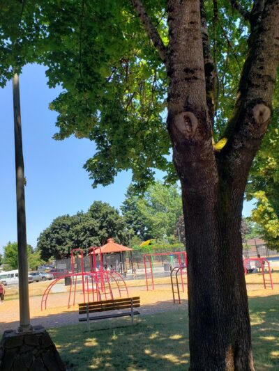 Maple Street Park - Canby, OR