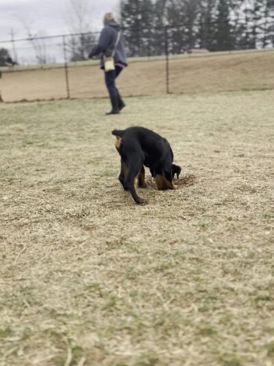 Buncombe County Dog Park - Candler, NC