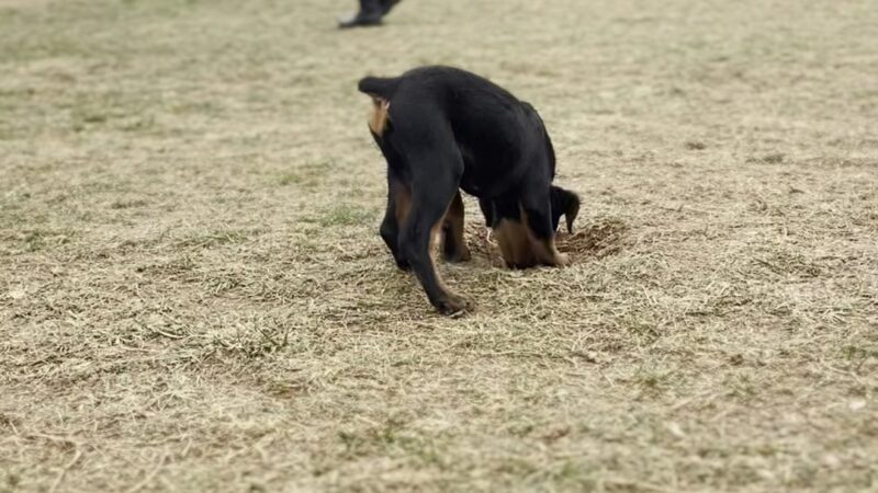 Buncombe County Dog Park - Candler, NC