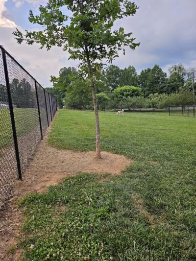 Buncombe County Dog Park - Candler, NC