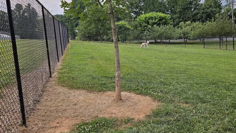 Buncombe County Dog Park - Candler, NC