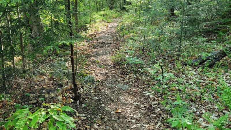 Old Loggers Path - Canton, PA