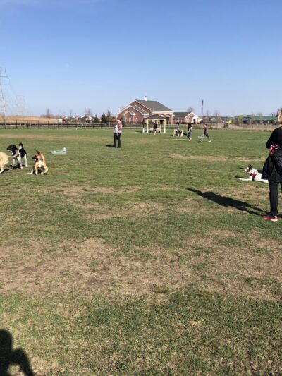 Canton Dog Park - Canton Township, MI