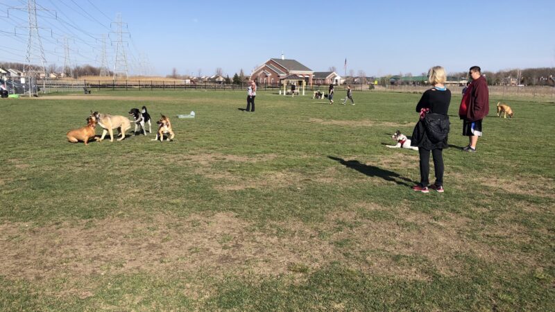Canton Dog Park - Canton Township, MI