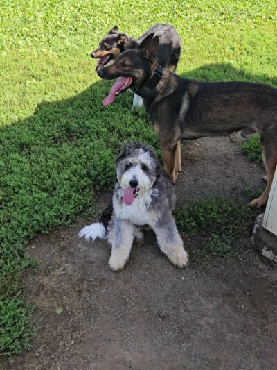 Canton Dog Park - Canton Township, MI