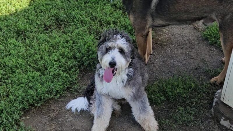 Canton Dog Park - Canton Township, MI