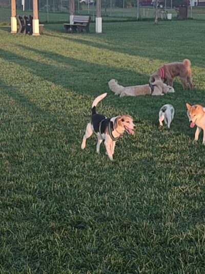 Canton Dog Park - Canton Township, MI