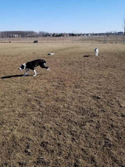 Canton Dog Park - Canton Township, MI