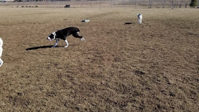 Canton Dog Park - Canton Township, MI