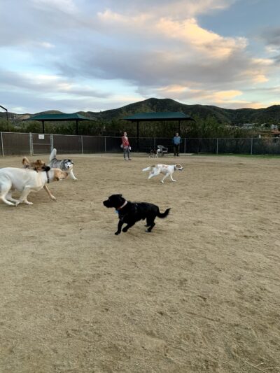 Gated community Dog Park - Canyon Lake, CA