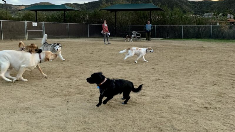 Gated community Dog Park - Canyon Lake, CA