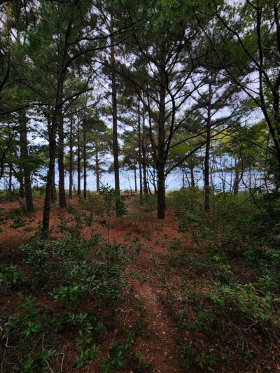 Cape Charles Natural Area Preserve - Cape Charles, VA