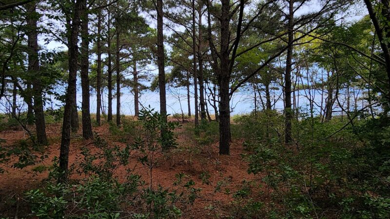 Cape Charles Natural Area Preserve - Cape Charles, VA