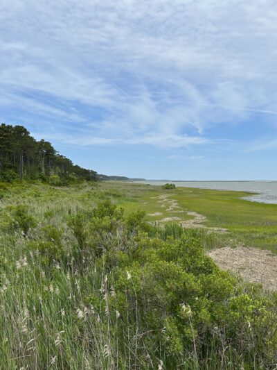 Edward S. Brinkley Nature Preserve - Cape Charles, VA